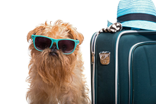 狗狗准备度假图片下载