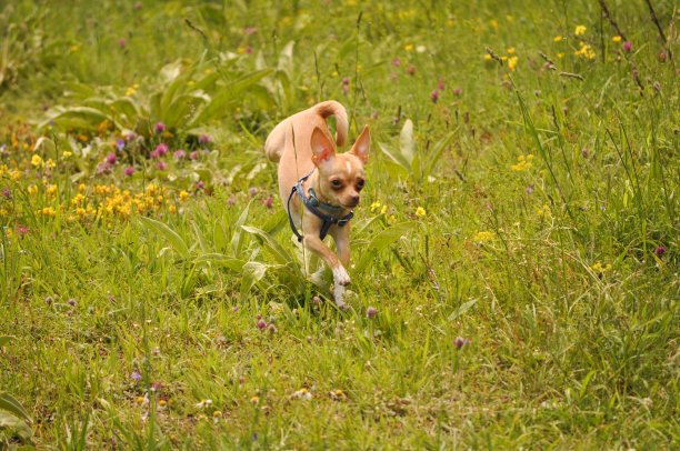 吉娃娃图片下载