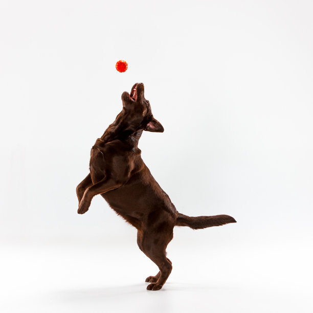 白色的棕色拉布拉多寻回犬图片下载