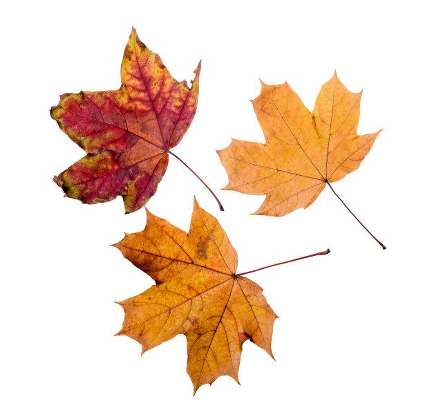 秋天的枫叶图片下载