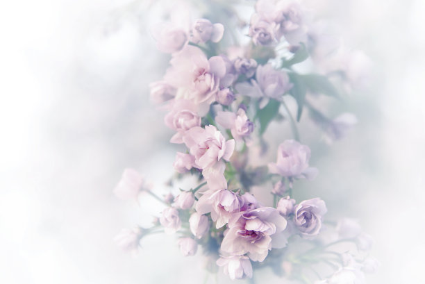 春天樱花盛开。图片下载