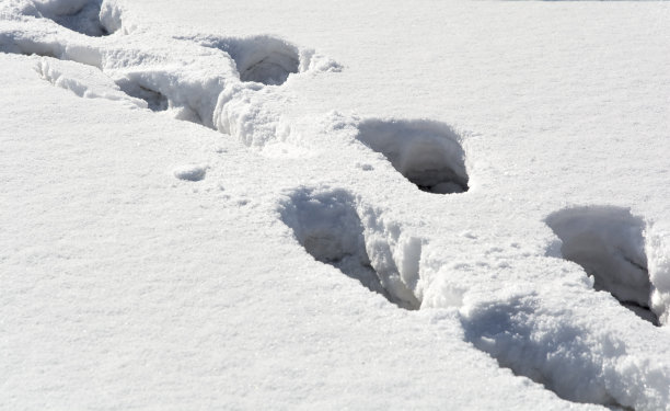 雪地里的脚印图片下载