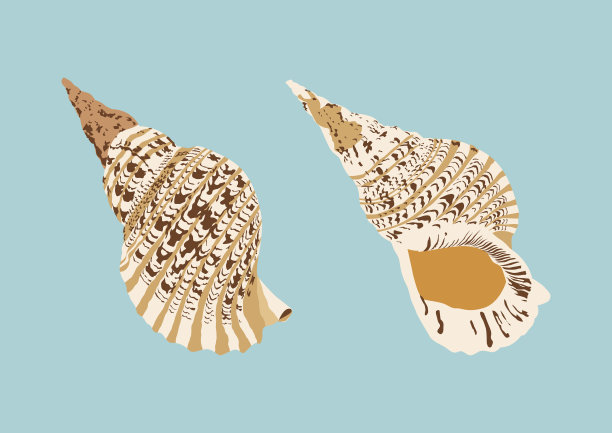 海卫一的喇叭，孤立的海贝，动物载体图片下载