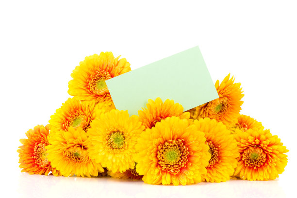 一束戈柏花图片下载