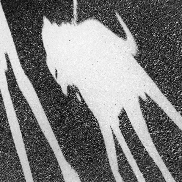 颠倒黑白图像的阴影的狗。图片下载