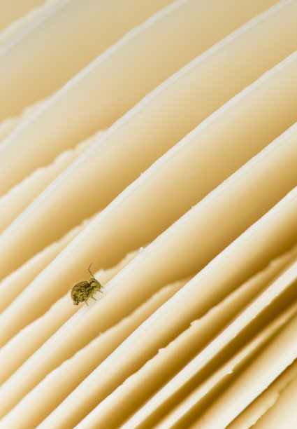白毒伞菌鳃与弹尾虫图片下载