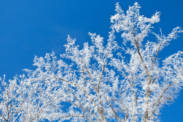 冬天树上的霜衬着蓝天图片下载