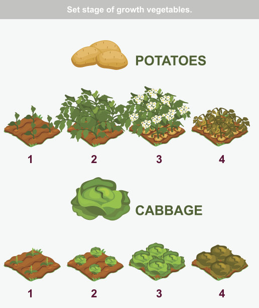 蔬菜生长阶段。卷心菜和土豆图片下载