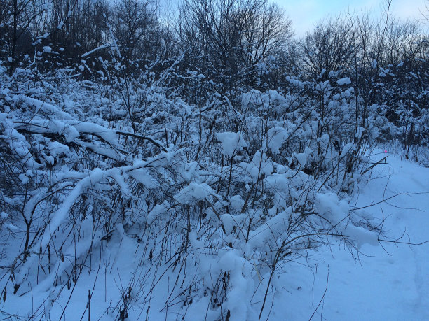 白雪皑皑的小道图片下载