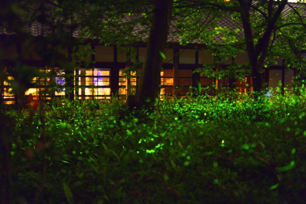 夜里，萤火虫在房子旁边的草丛上空飞舞图片下载