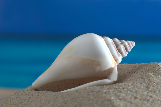 2015_06_Strand_Flügelschnecke图片下载