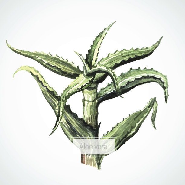 水彩载体芦荟图片下载