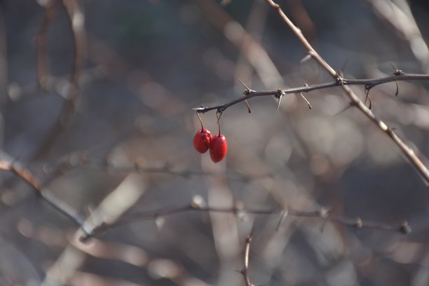 红色的浆果还留在冬天贫瘠的树枝上图片下载