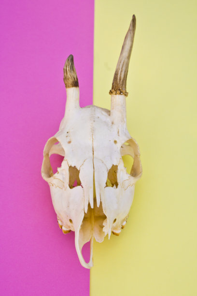 鹿头骨上的多色黄色和粉红色抽象背景图片下载