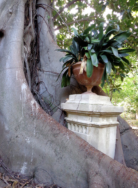 榕树的树干图片下载