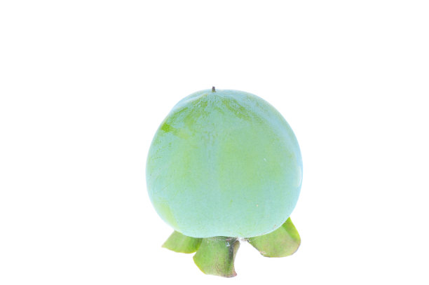 白底上的柿子图片下载