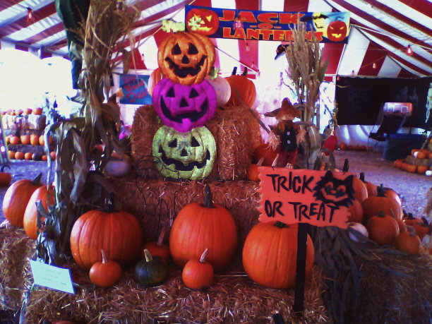 南瓜补丁图片下载