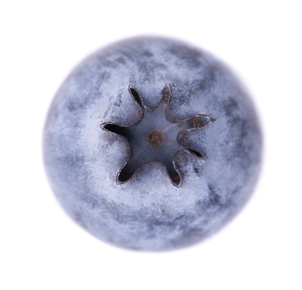 一个白色背景上的蔓越莓图片下载