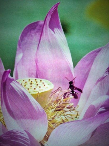 蜜蜂在Lotus图片下载