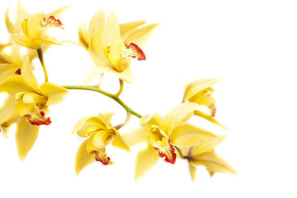 兰花兰花图片下载