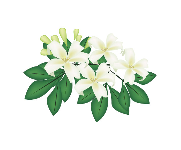 橙色茉莉花或假橘花在白色的背景图片下载