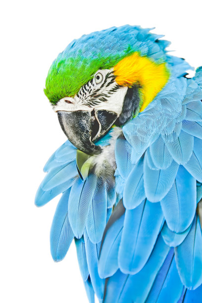 金刚鹦鹉图片下载