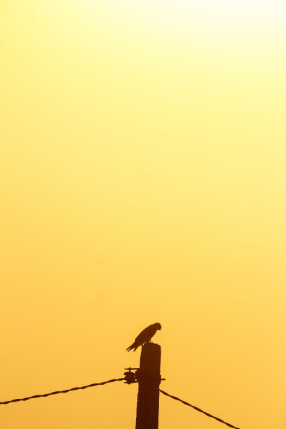 黑翼风筝剪影图片下载