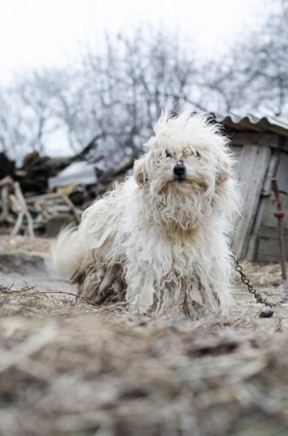 毛茸茸的狗狗照片图片下载
