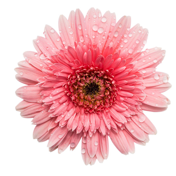 美丽的粉红色非洲菊与滴孤立在白色图片下载