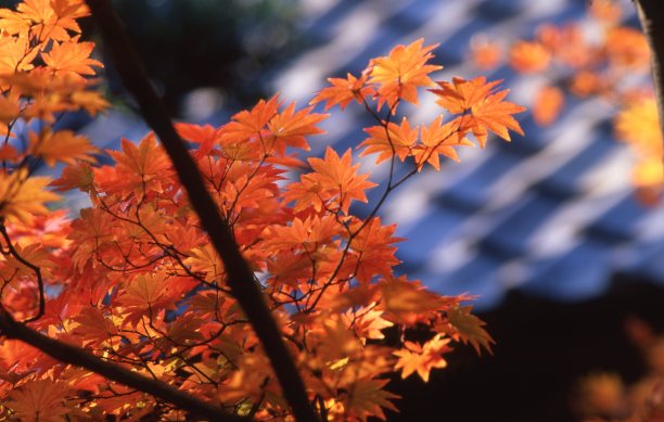 秋天的落叶图片下载