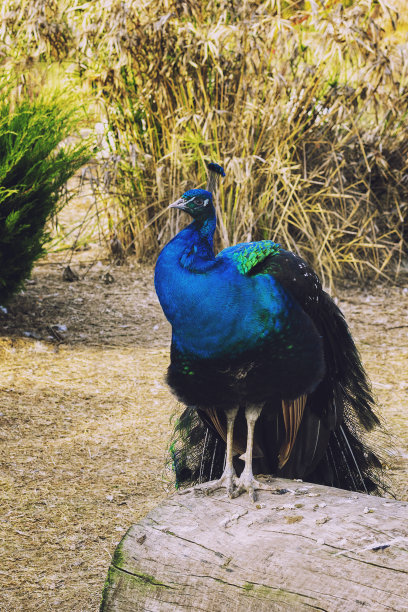 雄孔雀图片下载