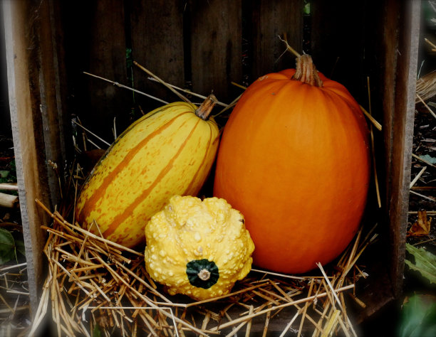 一个木箱里的南瓜图片下载