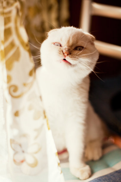 白色的猫图片下载