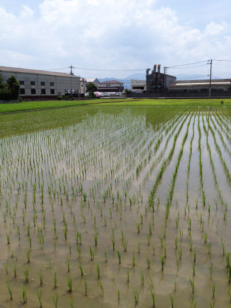 日本稻田图片下载