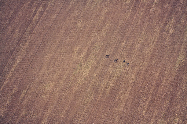 在田野中间的一小群狍图片下载
