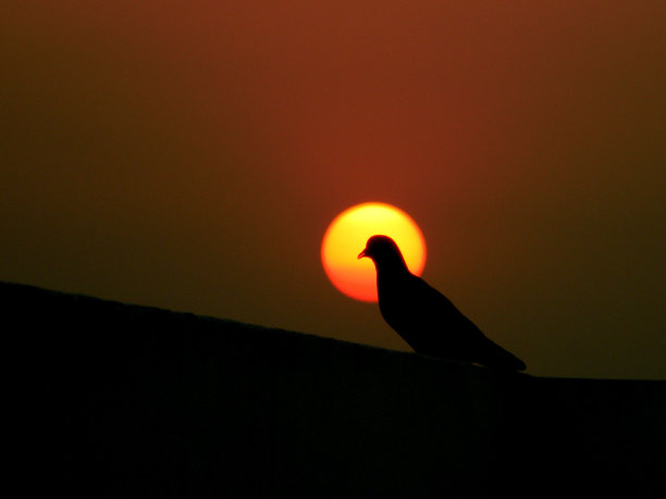鸽子在日落图片下载
