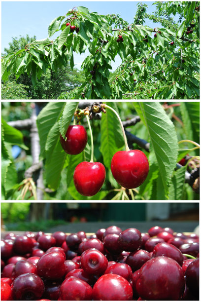 成熟的红樱桃在果园里，水果拼贴图片下载