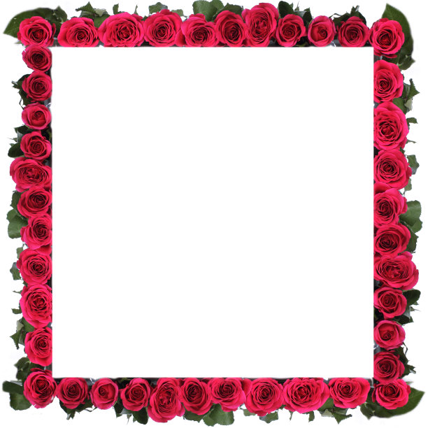 玫瑰框架图片下载