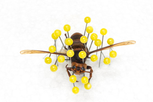 干黄蜂，干保存黄蜂图片下载