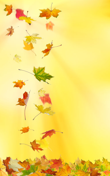 秋天的枫叶图片下载