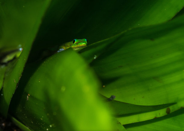 隐藏壁虎图片下载