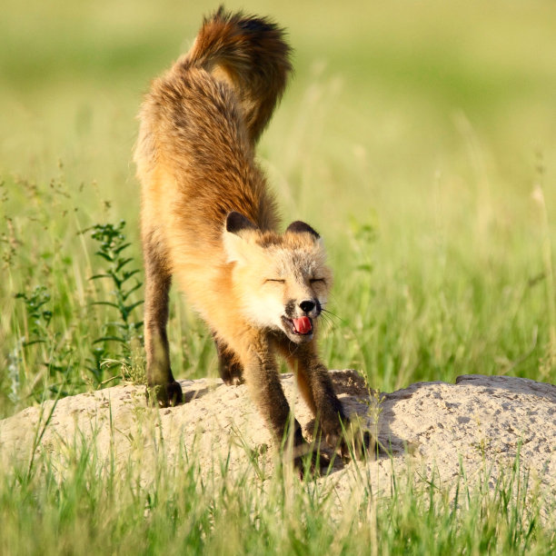 福克斯在日落时分图片下载