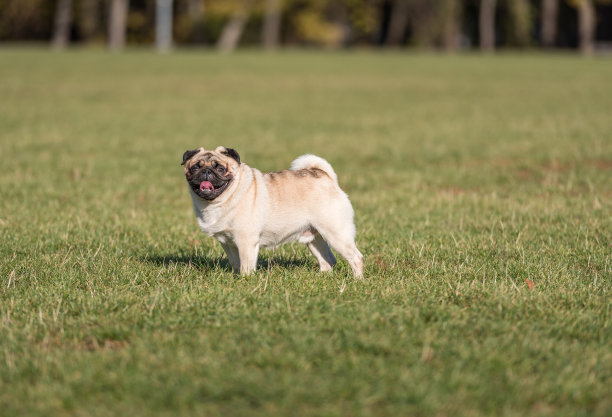 哈巴狗站在草地上。图片下载