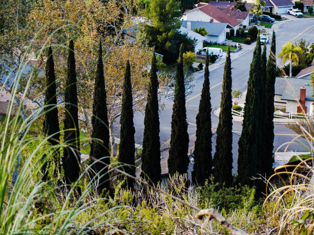 树的形状图片下载