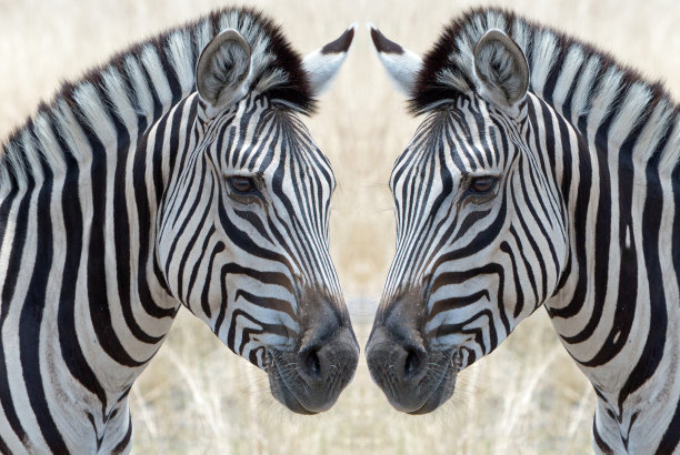 斑马面对面图片下载