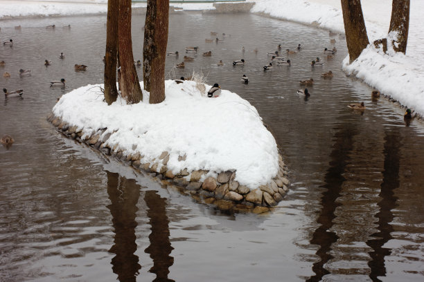 鸭子在池塘里图片下载