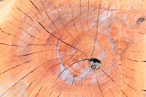 木头背景的纹理图片下载