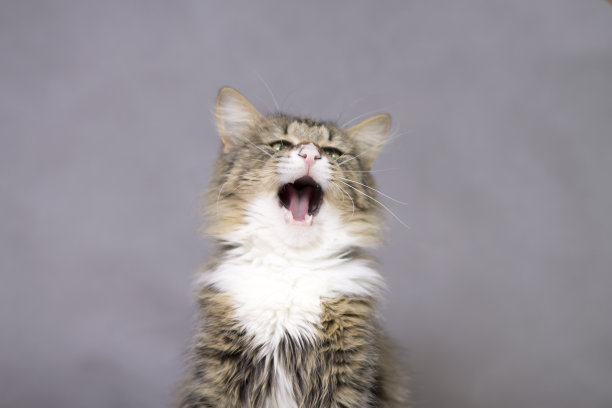 漂亮的毛绒绒的猫张着嘴打哈欠图片下载