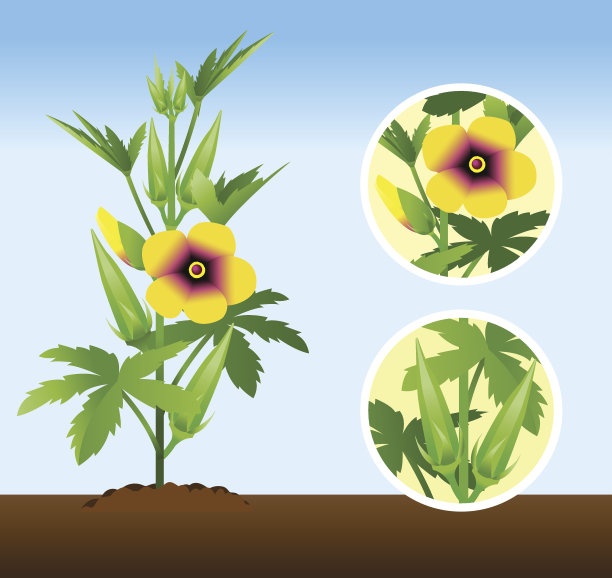 秋葵植物阶段图片下载