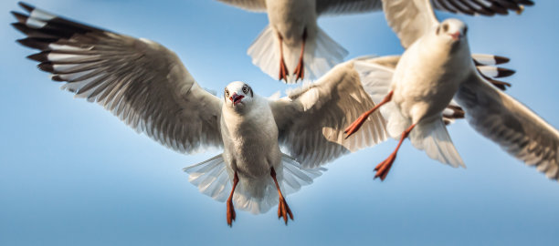 海鸥图片下载